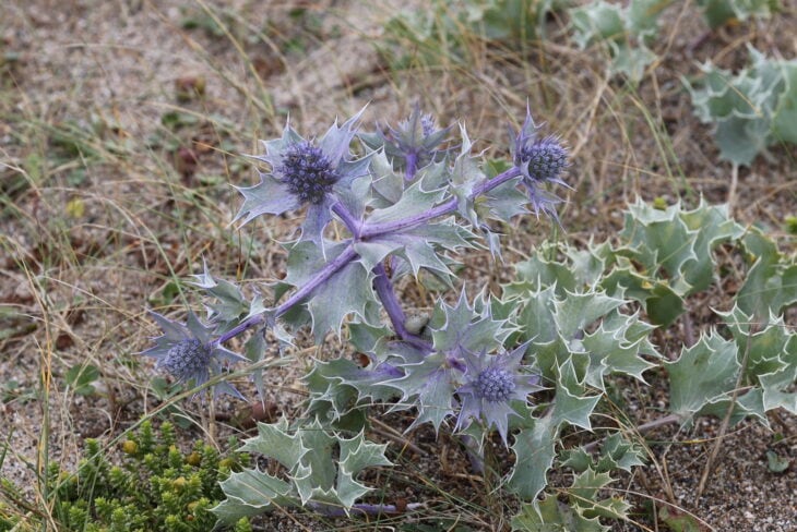 Sea Hollies - Eryngium maritimum