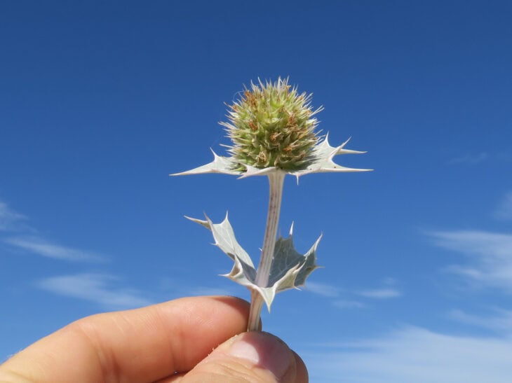 Sea Hollies - Eryngium maritimum