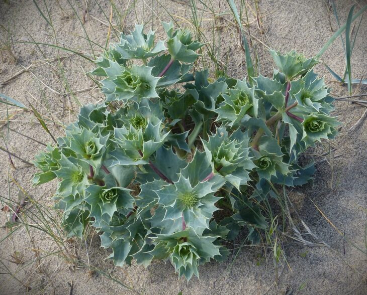 Sea Hollies - Eryngium maritimum