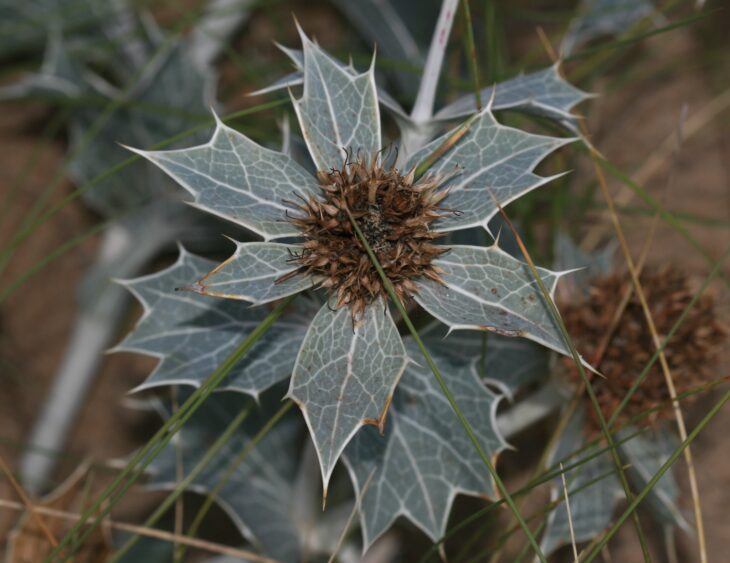 Sea Hollies - Eryngium maritimum