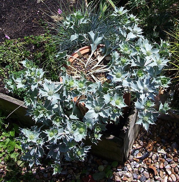 Sea Hollies - Eryngium maritimum