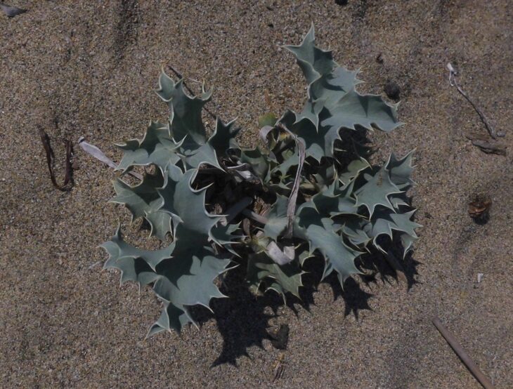 Sea Hollies - Eryngium maritimum