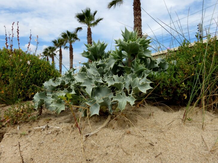Sea Hollies - Eryngium maritimum