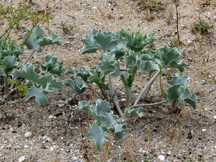 Sea Hollies - Eryngium maritimum
