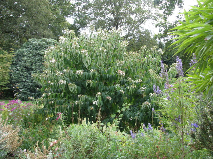 Seven-Son Flower - Heptacodium miconioides