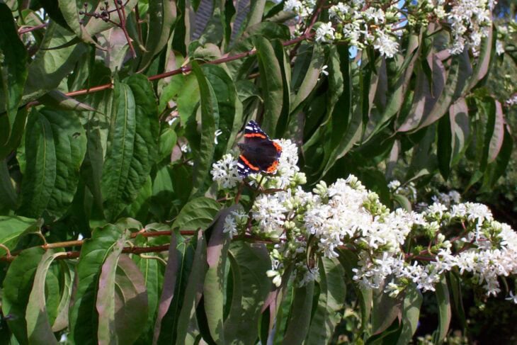 Seven-Son Flower - Heptacodium miconioides