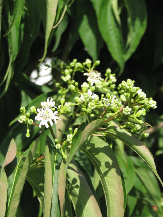 Seven-Son Flower - Heptacodium miconioides