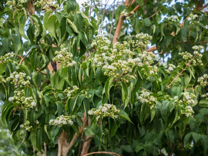 Seven-Son Flower - Heptacodium miconioides