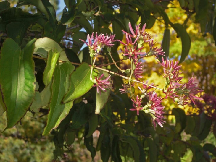 Seven-Son Flower - Heptacodium miconioides