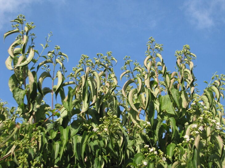 Seven-Son Flower - Heptacodium miconioides