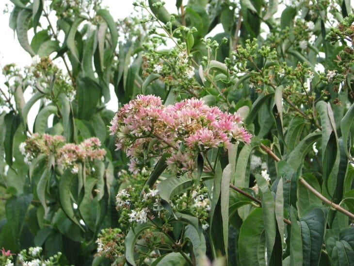 Seven-Son Flower - Heptacodium miconioides