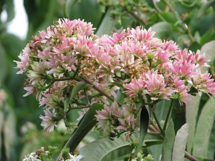 Seven-Son Flower - Heptacodium miconioides