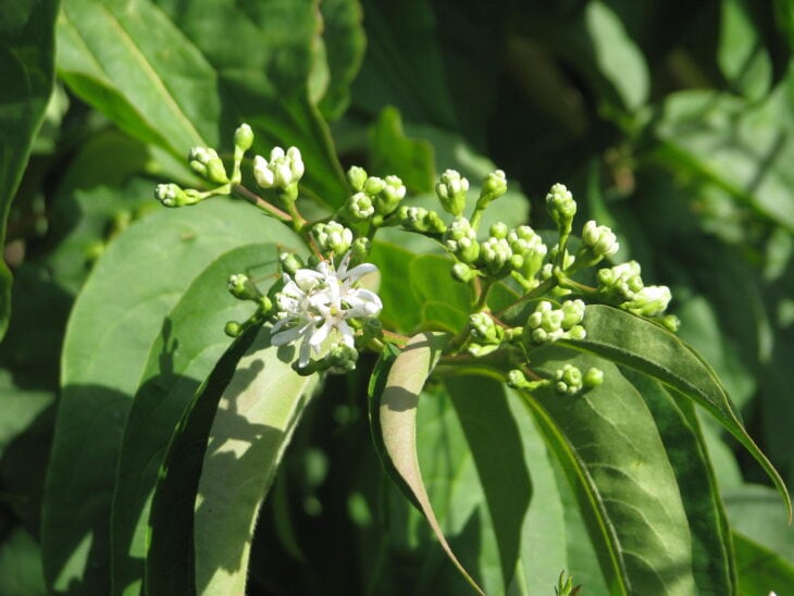 Seven-Son Flower - Heptacodium miconioides