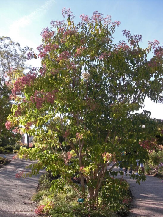 Seven-Son Flower - Heptacodium miconioides