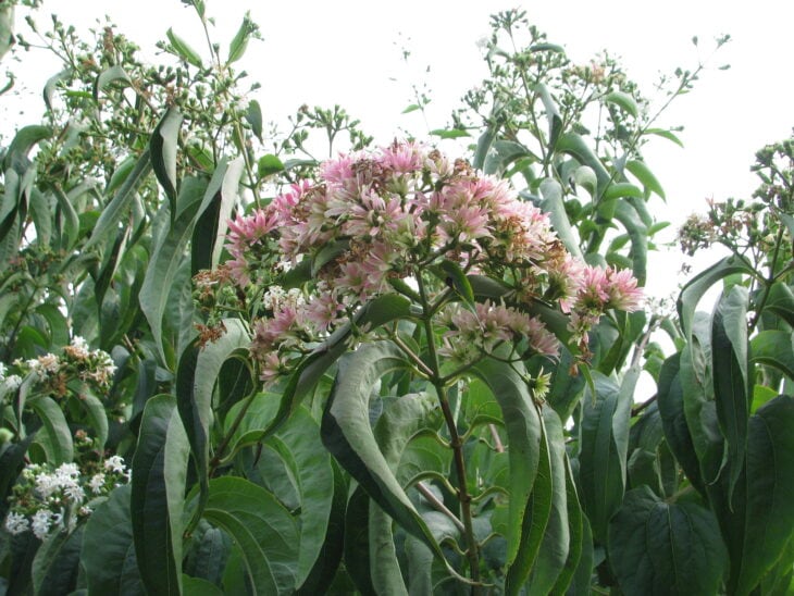 Seven-Son Flower - Heptacodium miconioides