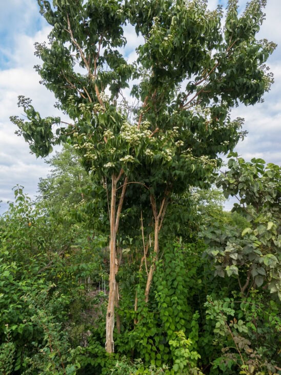 Seven-Son Flower - Heptacodium miconioides