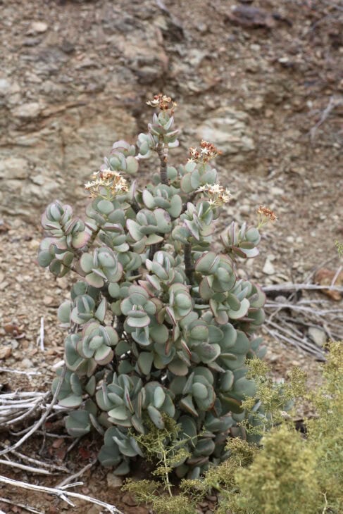 Silver Dollar Plant - Crassula arborescens
