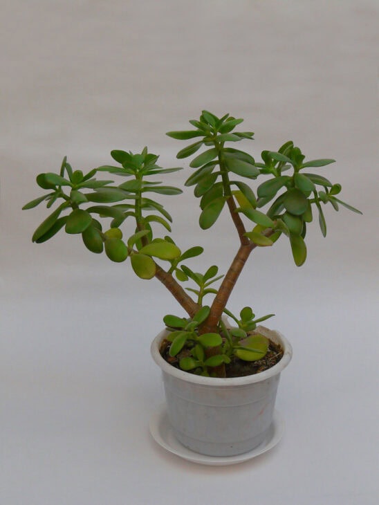 Silver Dollar Plant - Crassula arborescens