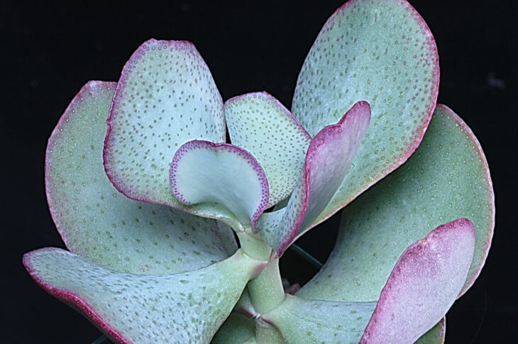 Silver Dollar Plant - Crassula arborescens