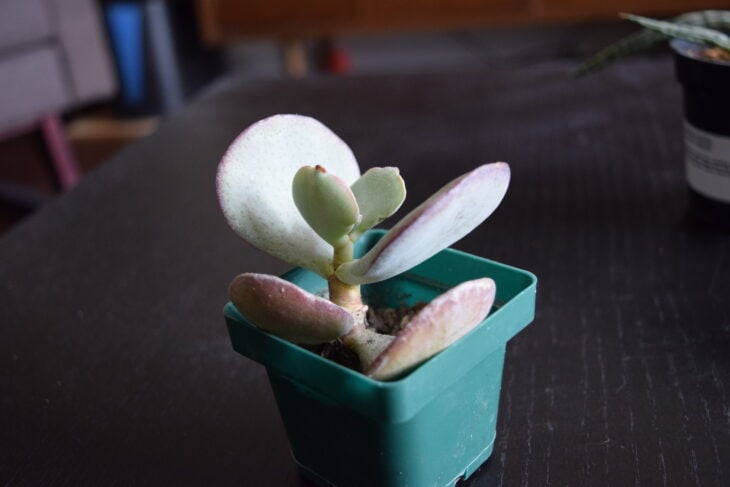 Silver Dollar Plant - Crassula arborescens
