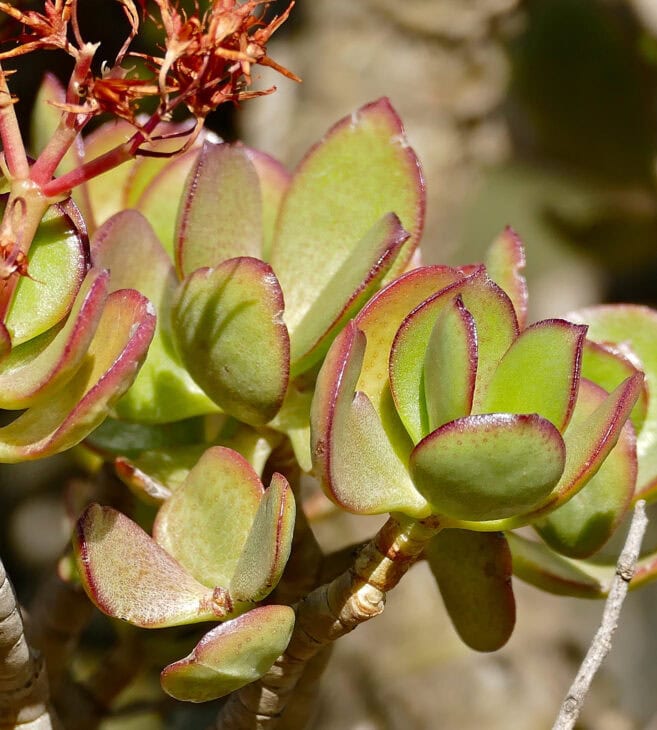 Silver Dollar Plant - Crassula arborescens