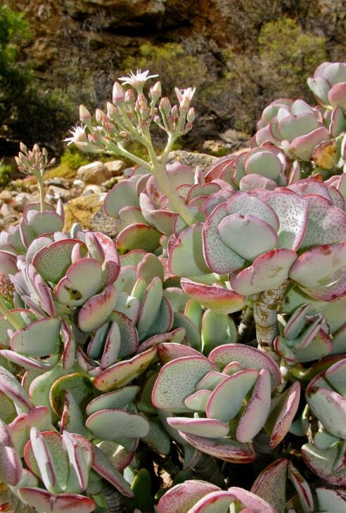 Silver Dollar Plant - Crassula arborescens