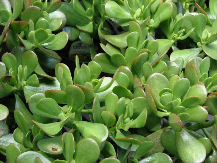 Silver Dollar Plant - Crassula arborescens