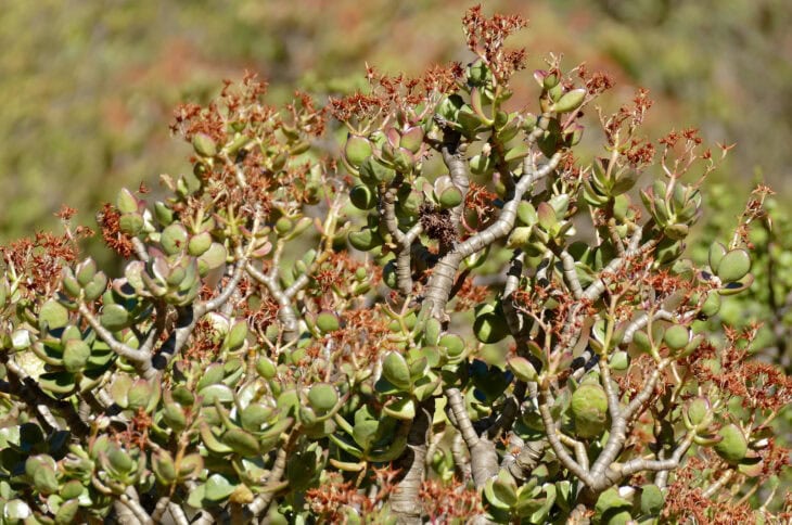 Silver Dollar Plant - Crassula arborescens