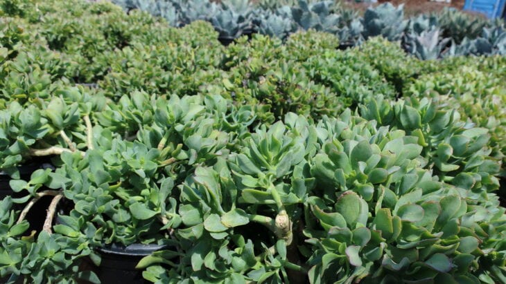 Silver Dollar Plant - Crassula arborescens