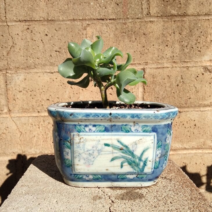 Silver Dollar Plant - Crassula arborescens