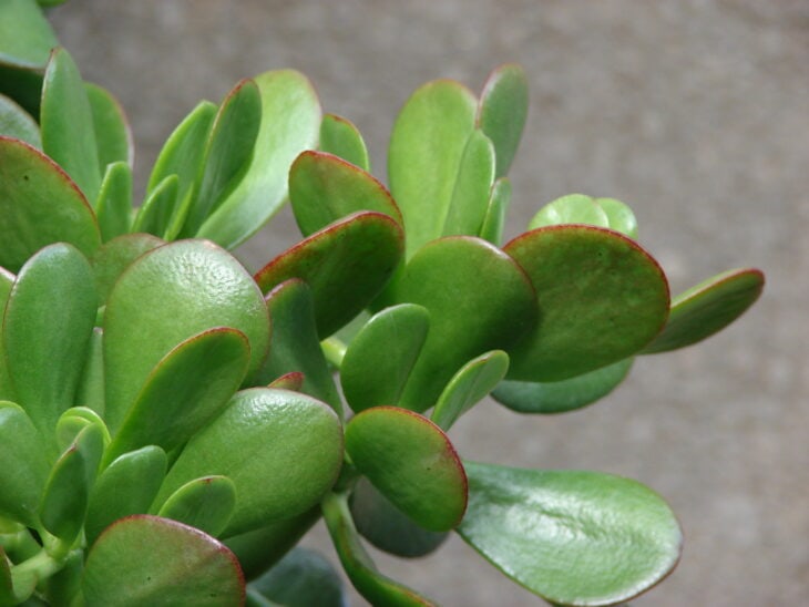 Silver Dollar Plant - Crassula arborescens