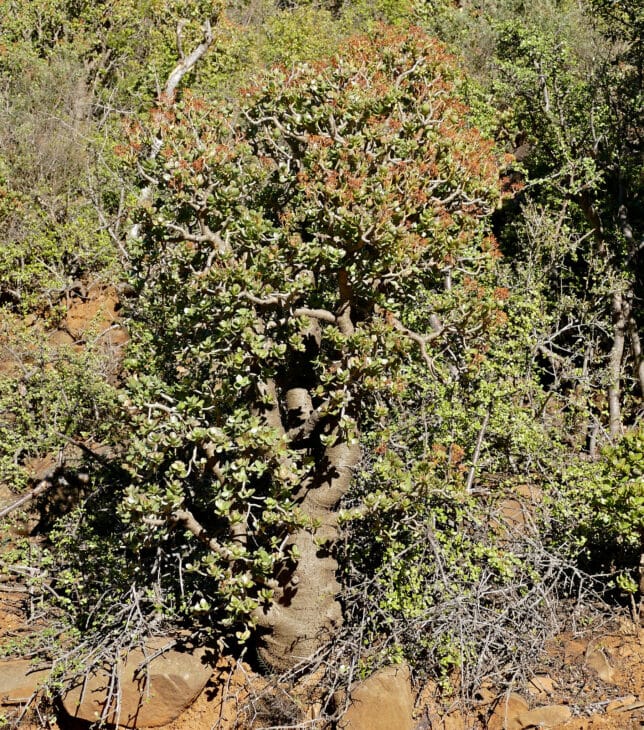 Silver Dollar Plant - Crassula arborescens