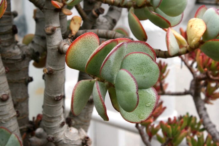 Silver Dollar Plant - Crassula arborescens