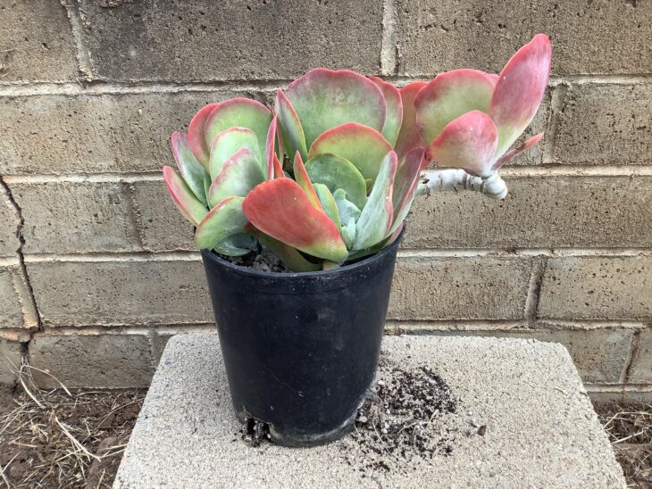 Silver Dollar Plant - Crassula arborescens