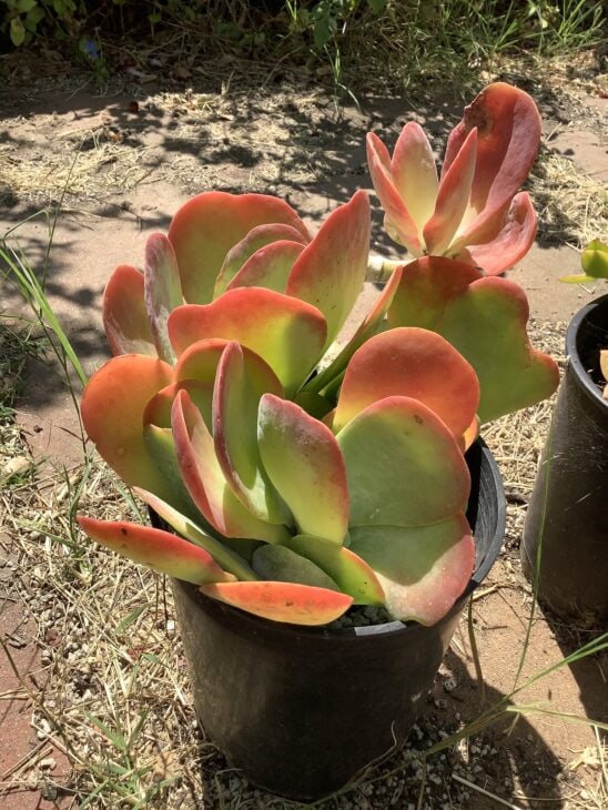 Silver Dollar Plant - Crassula arborescens
