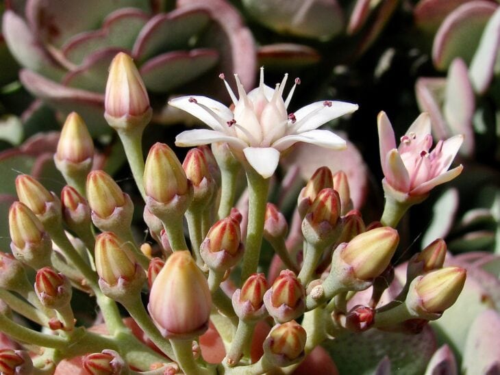 Silver Dollar Plant - Crassula arborescens