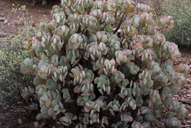 Silver Dollar Plant - Crassula arborescens