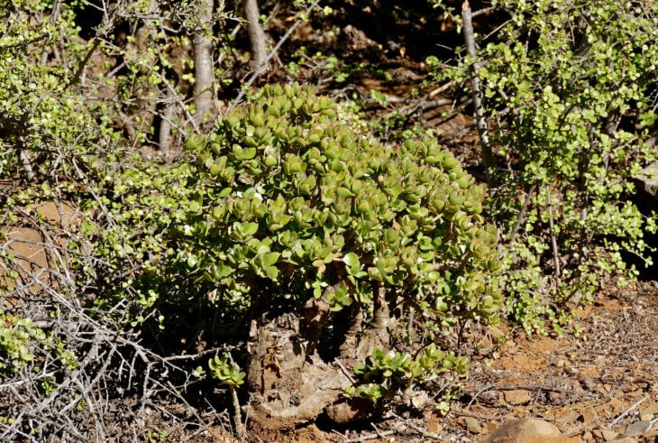 Silver Dollar Plant - Crassula arborescens