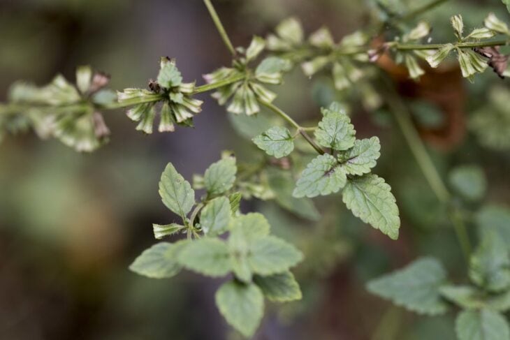 Small-Flowered Melissa - Melissa axillaris