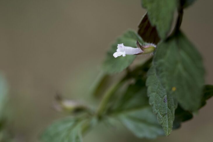 Small-Flowered Melissa - Melissa axillaris