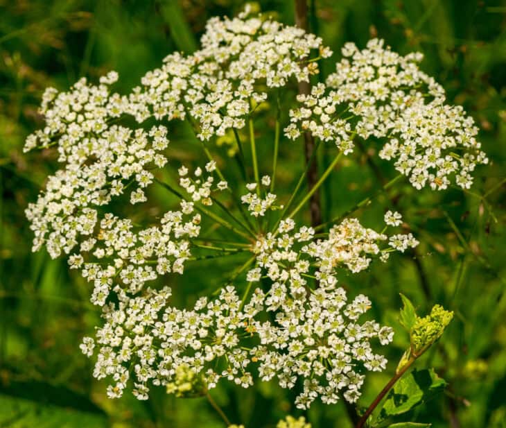 Spotted Water Hemlock - Cicuta maculata