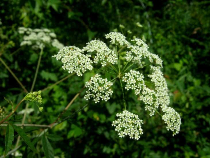Spotted Water Hemlock - Cicuta maculata