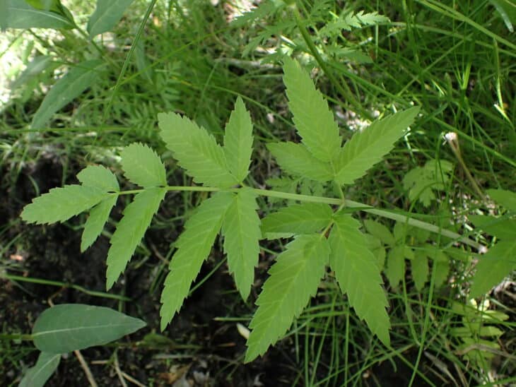 Spotted Water Hemlock - Cicuta maculata