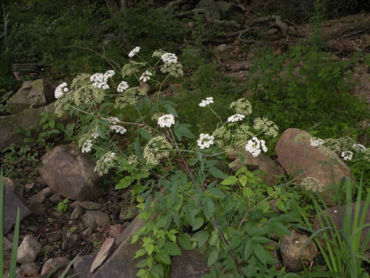 Spotted Water Hemlock - Cicuta maculata