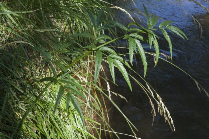 Spotted Water Hemlock - Cicuta maculata