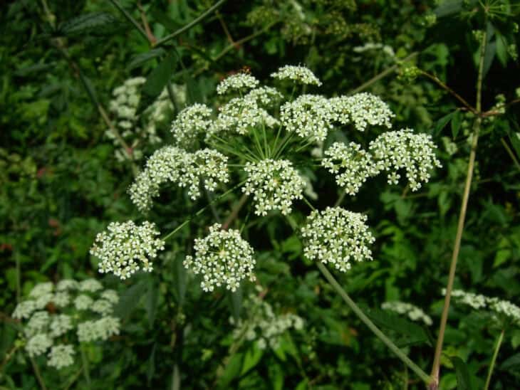 Spotted Water Hemlock - Cicuta maculata