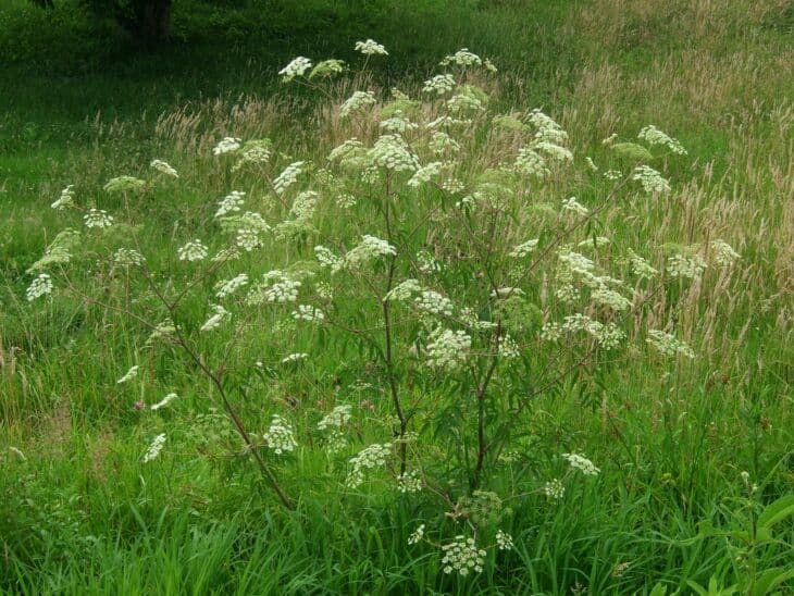 Spotted Water Hemlock - Cicuta maculata
