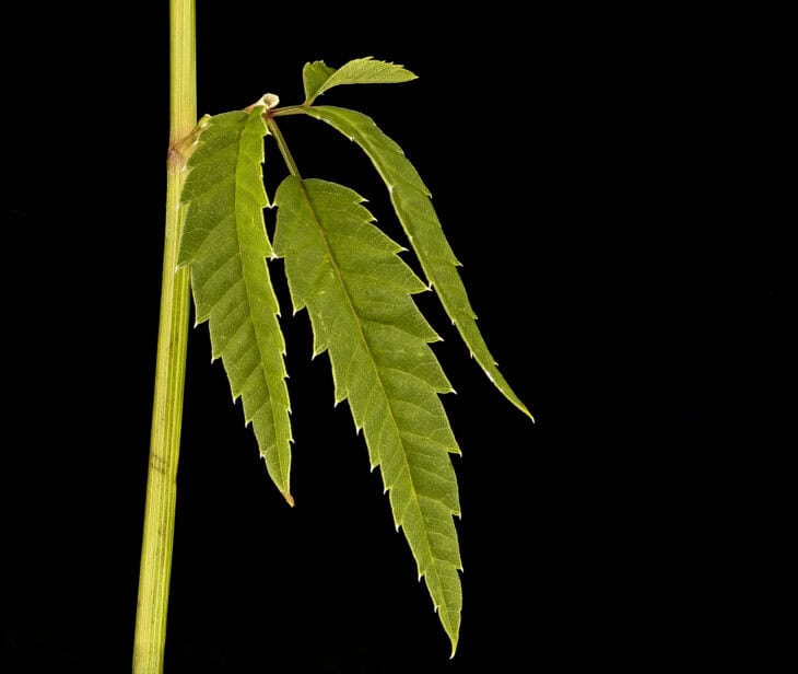 Spotted Water Hemlock - Cicuta maculata