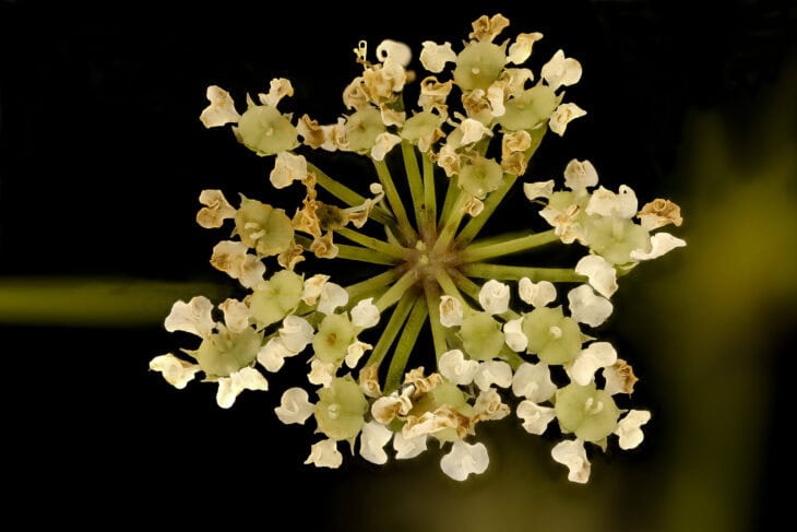 Spotted Water Hemlock - Cicuta maculata