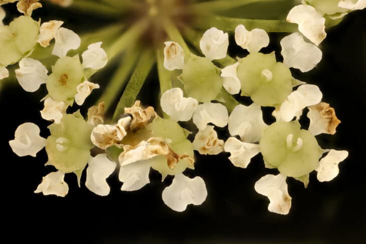Spotted Water Hemlock - Cicuta maculata